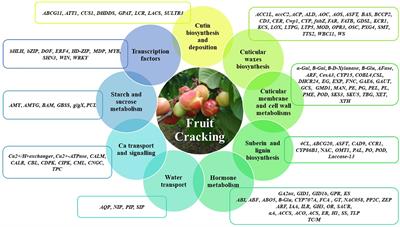 Molecular mechanisms involved in fruit cracking: A review
